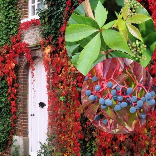 Parthenocissus quinquefolia var.murorum - Harilik metsviinapuu C1/1L